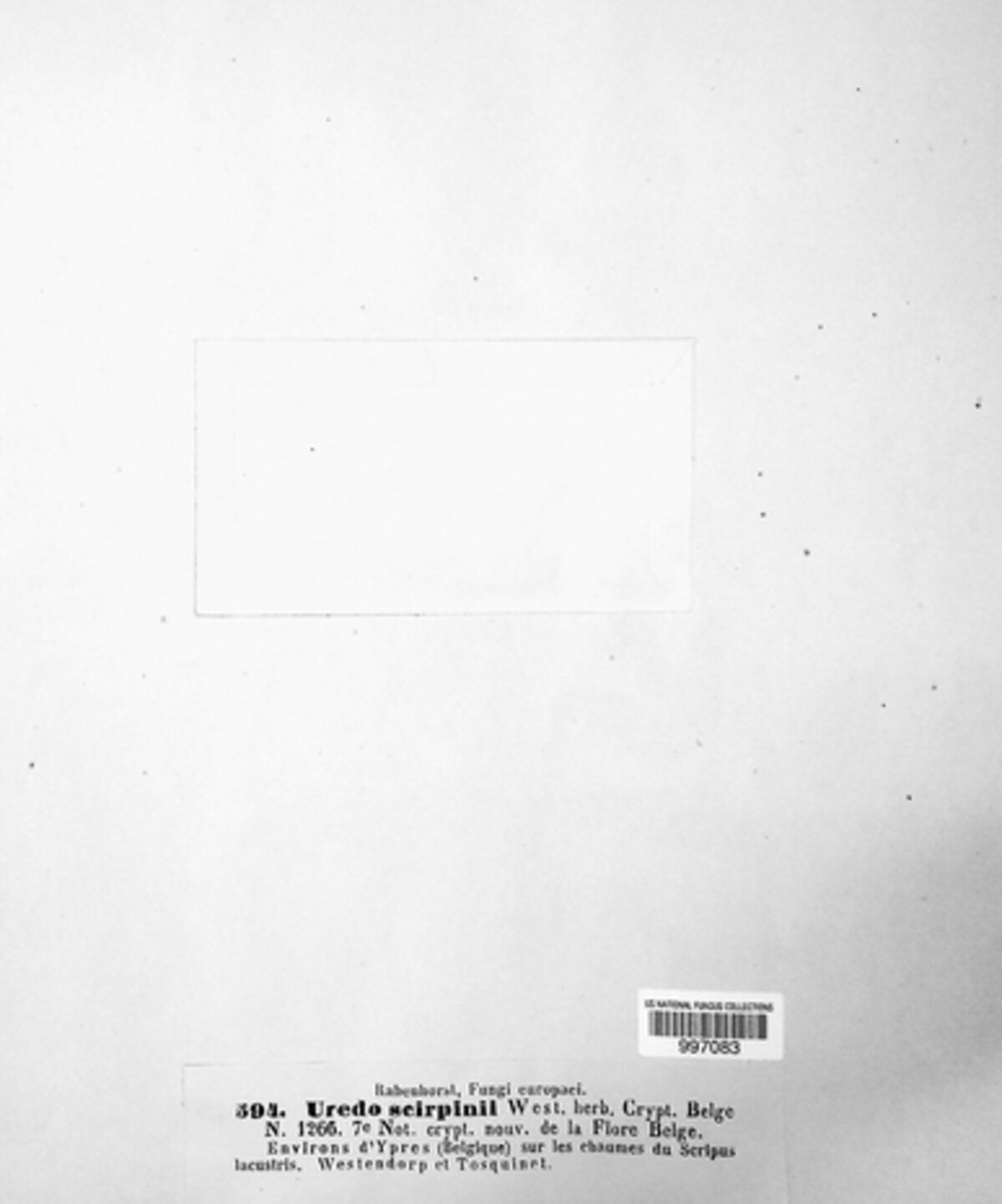 Uredo scirpina image